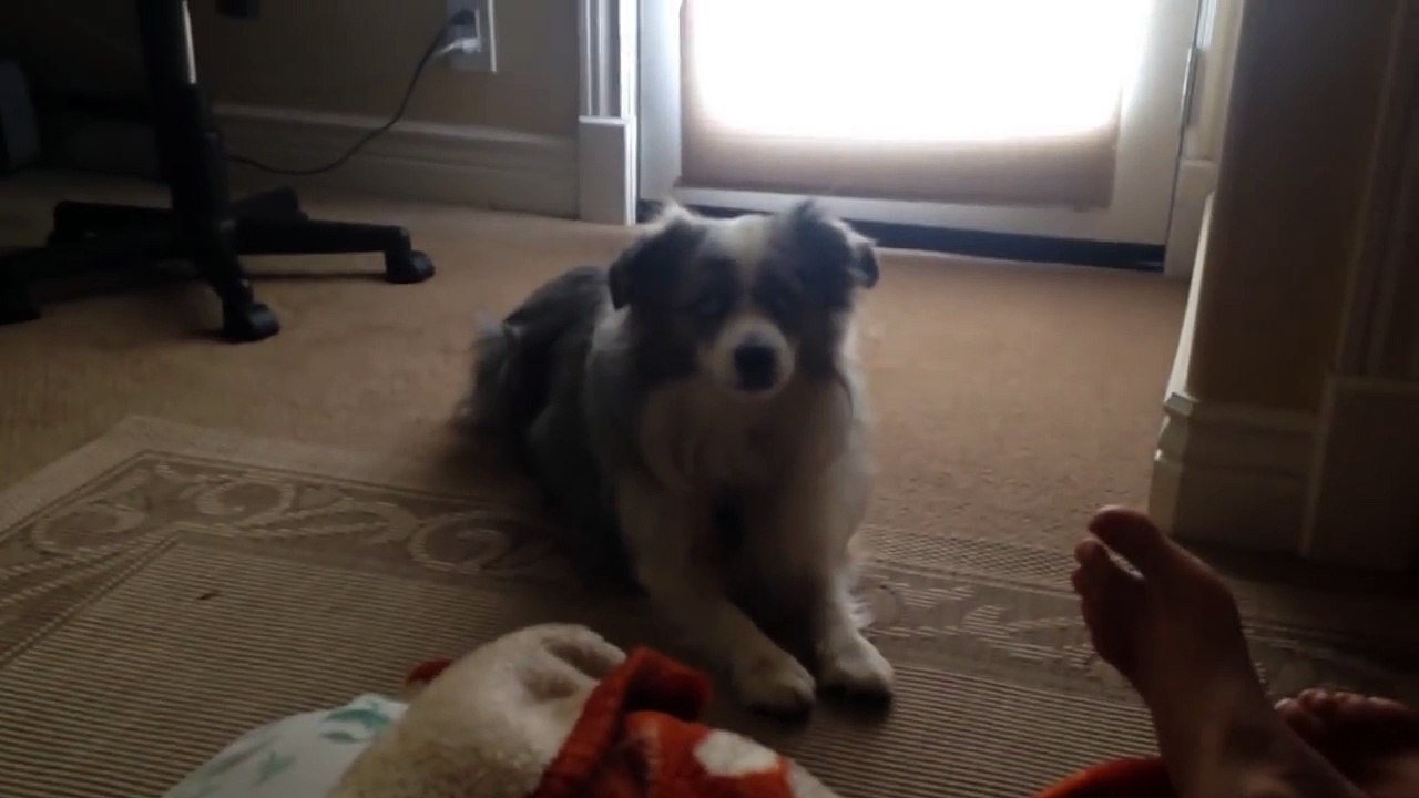 Dog Freaks Out Over Rocks - Say The Magic Word