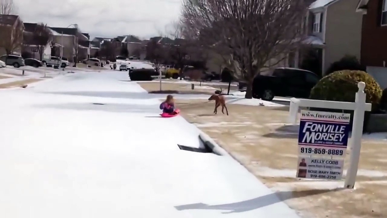 Dog Pulls Little Girl On Sled - Girls Best Friend