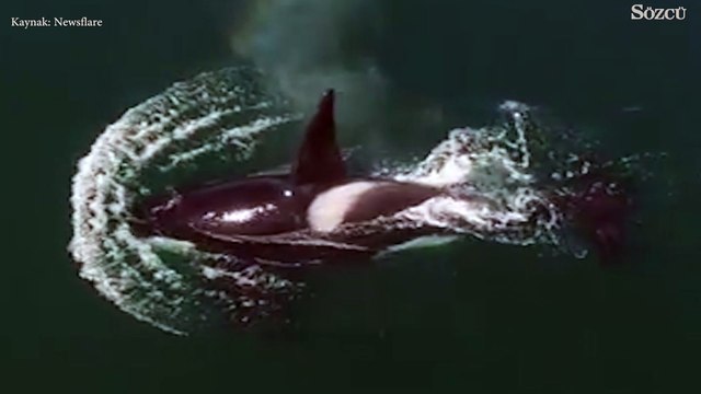 Katil Balina sürüsü nefes alırken ortaya gökkuşağı çıkarttı