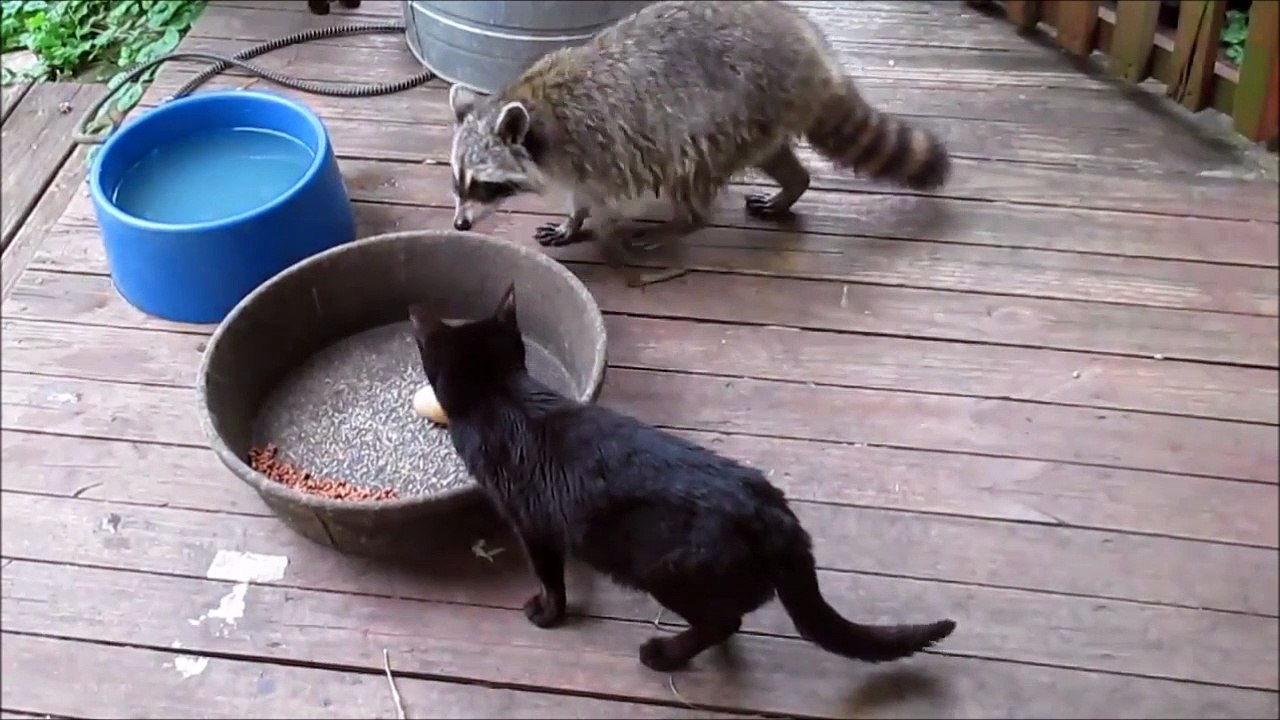 Un raton laveur vient piquer dans la gamelle du chat... Pas content le matou