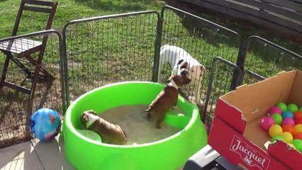 103ème Vidéo Maman et ses P'tits Oeufs de STAFFORDLAND