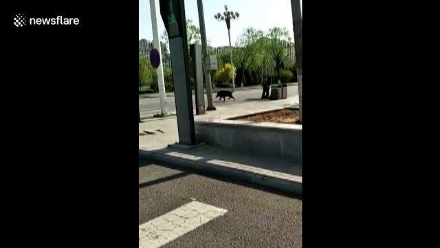 Police shoot wild boar dead after it attacked people on a road