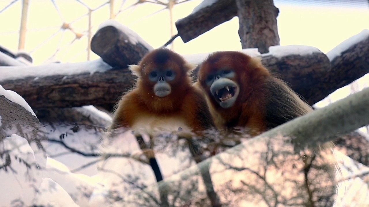 Two Mad​ Monkey