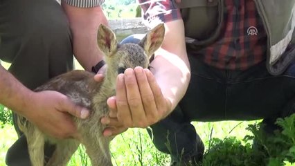 Yavru Karacayı Köpeklerden Kurtardı, Evinde Bakıp Iyileştirdi
