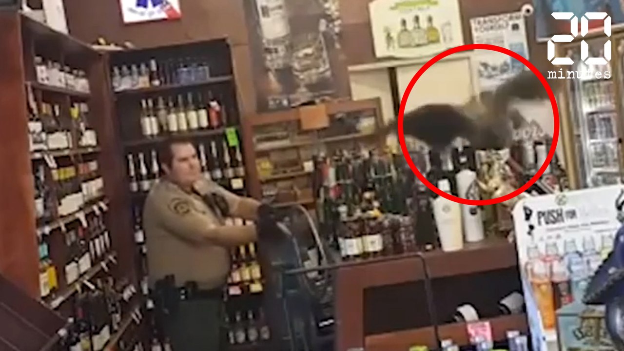 Un paon alcoolique braque un magasin d'alcool - Le Rewind du Jeudi 08 Juin 2017