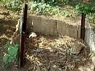 couple de tortue grecque