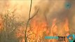 Yucatán ya suma 397 incendios en 2013; ya son 2 mil 300 hectáreas dañadas