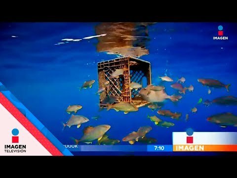 Océanos de plástico | Noticias con Francisco Zea