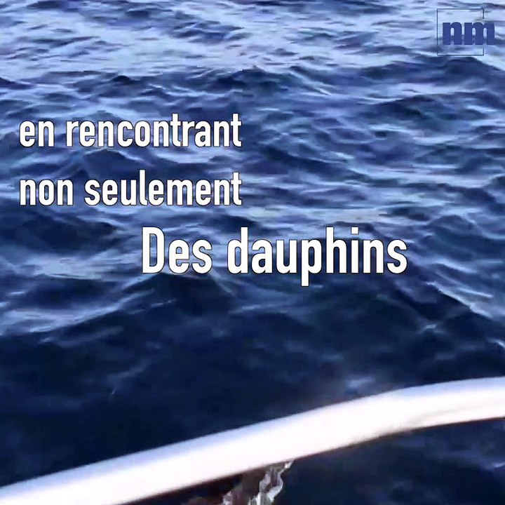 Des dauphins sur les côtes de la Méditerranée