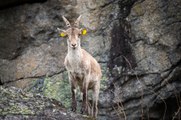 Bouquetin ibérique dans les Pyrénées ariégeoises