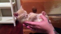 Ce chaton ne retient pas sa tête en s'endormant ! TROP MIGNON