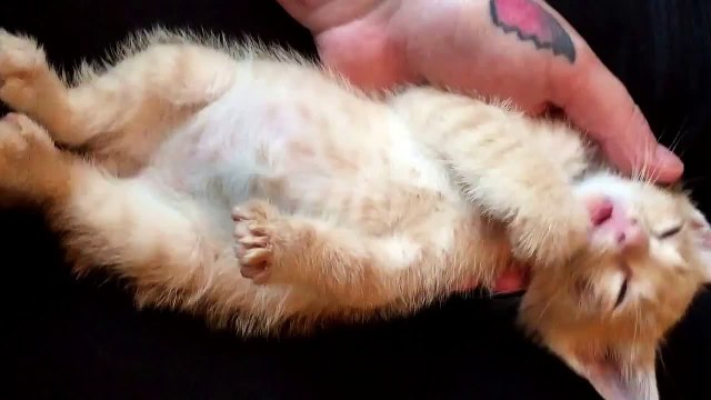 Ce chaton s'endort en se léchant les pattes.. Tellement fatigué !