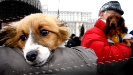 Like Owner, Like Dog 🐶