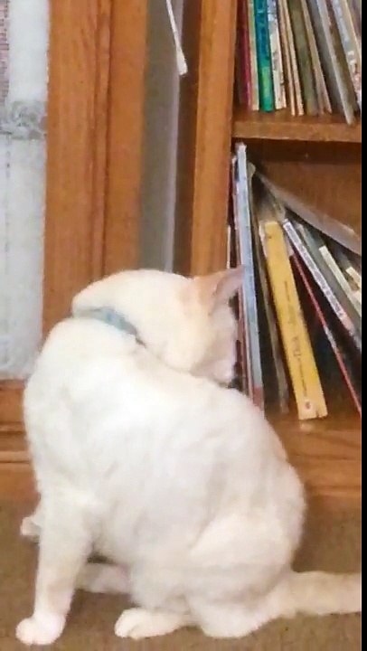Oh my god cat