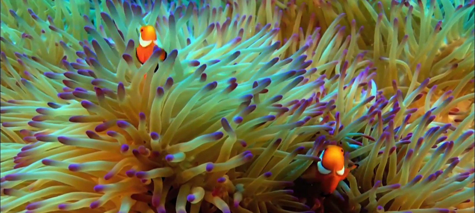 HAPPY pour Mariage Jade et Lucas