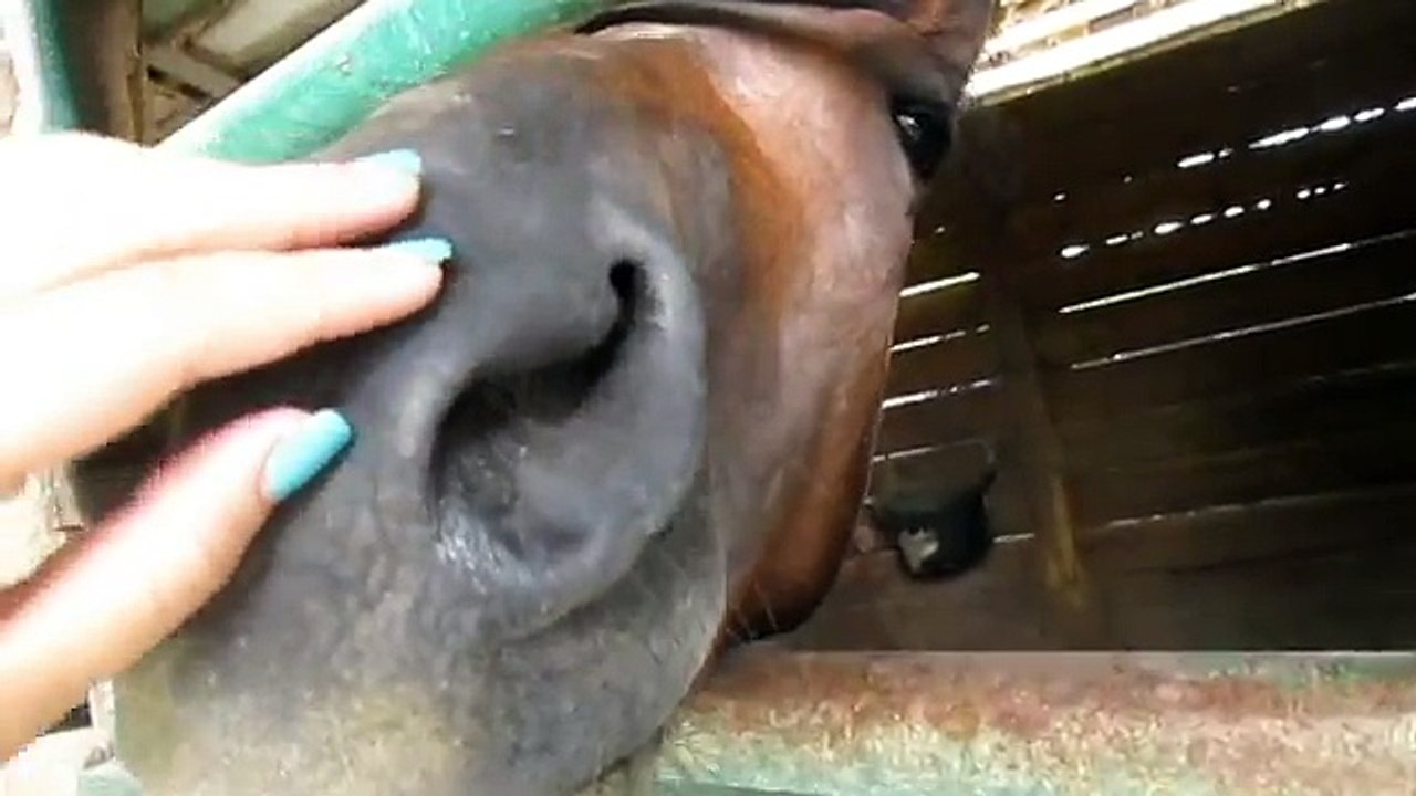 My Horses Are Random 2