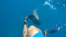 Un requin attaque la jambe d'un plongeur.