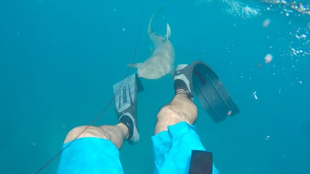 Il se fait attaquer par un requin