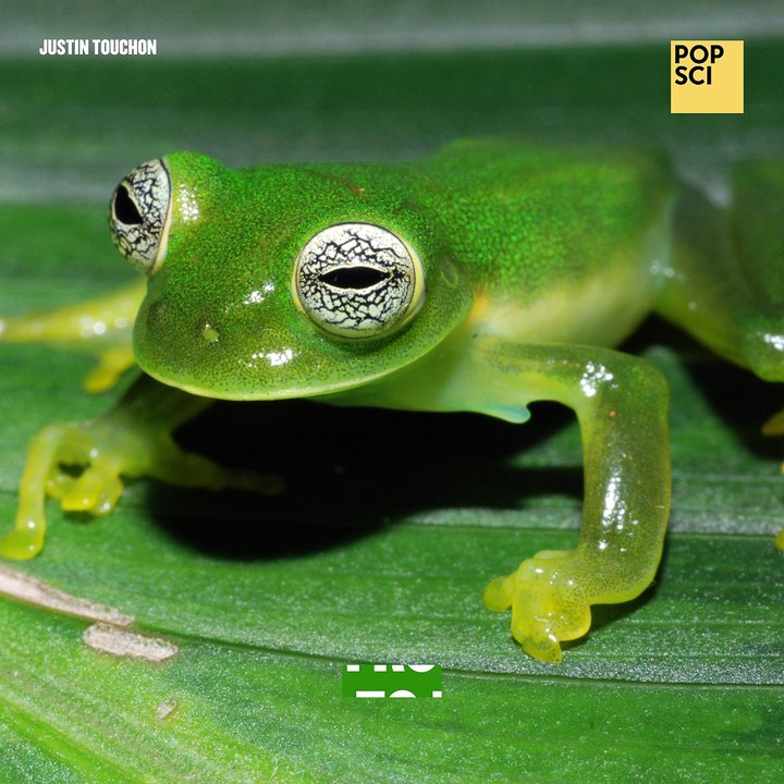 This New Frog Species Has A Transparent Underbelly
