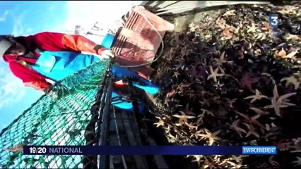 Morbihan : la guerre des mytiliculteurs contre les étoiles de mer