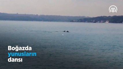 Boğazda yunusların dansı
