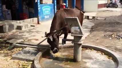 Animals are Smart #1