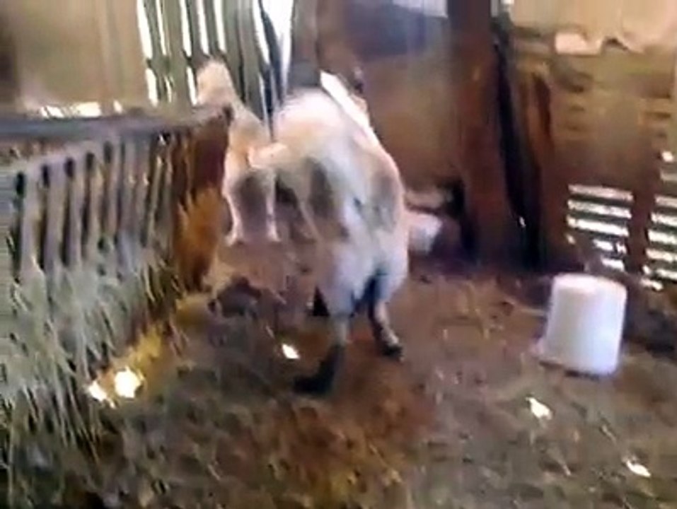 Kafkas Çoban Köpeği