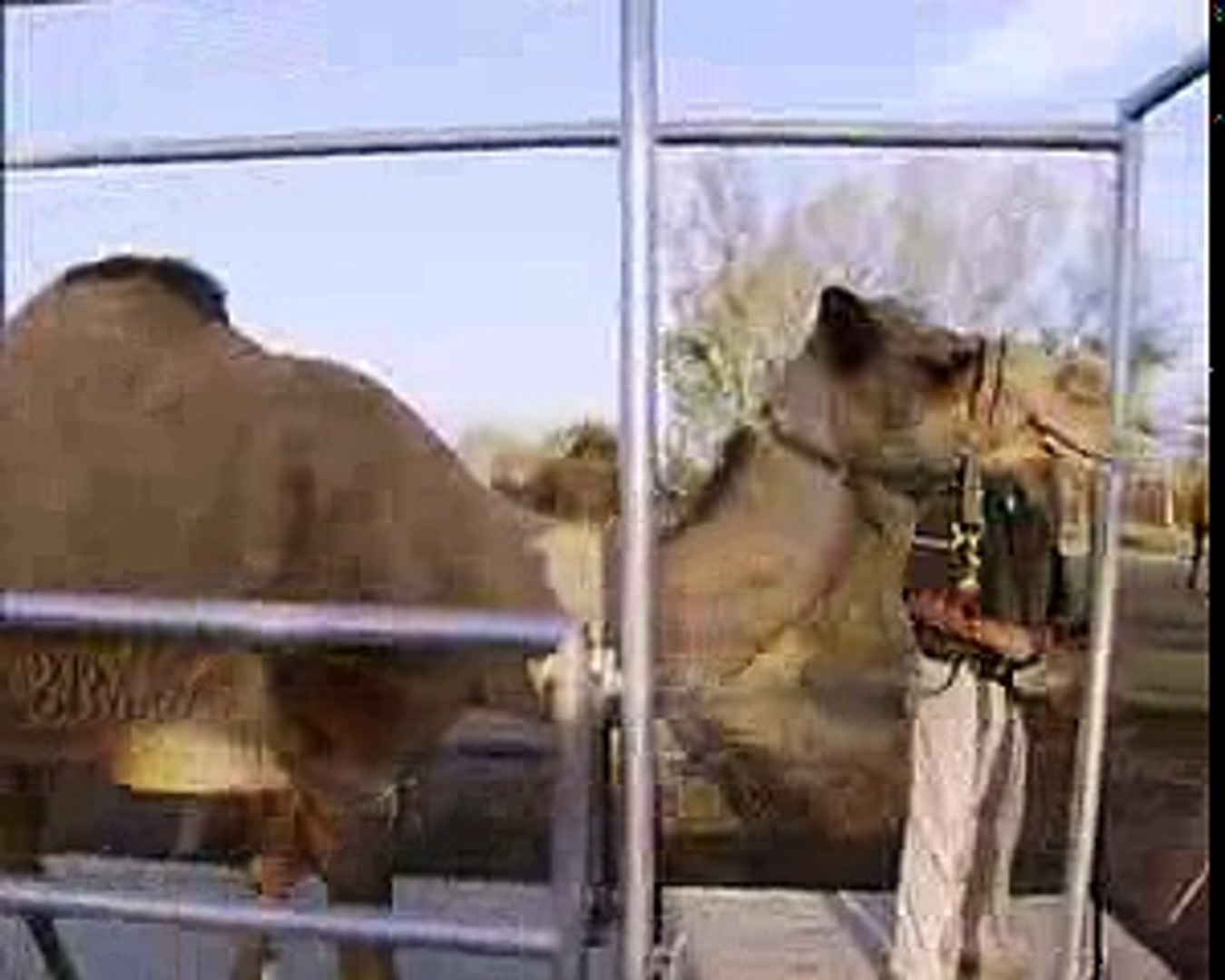 ⁣Animal Planet The top ten true survivors animals