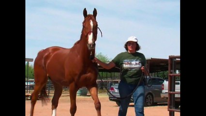 Arizona serves as home to retired race horses