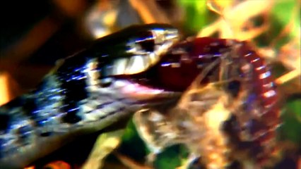 Animals Planet - Snakes