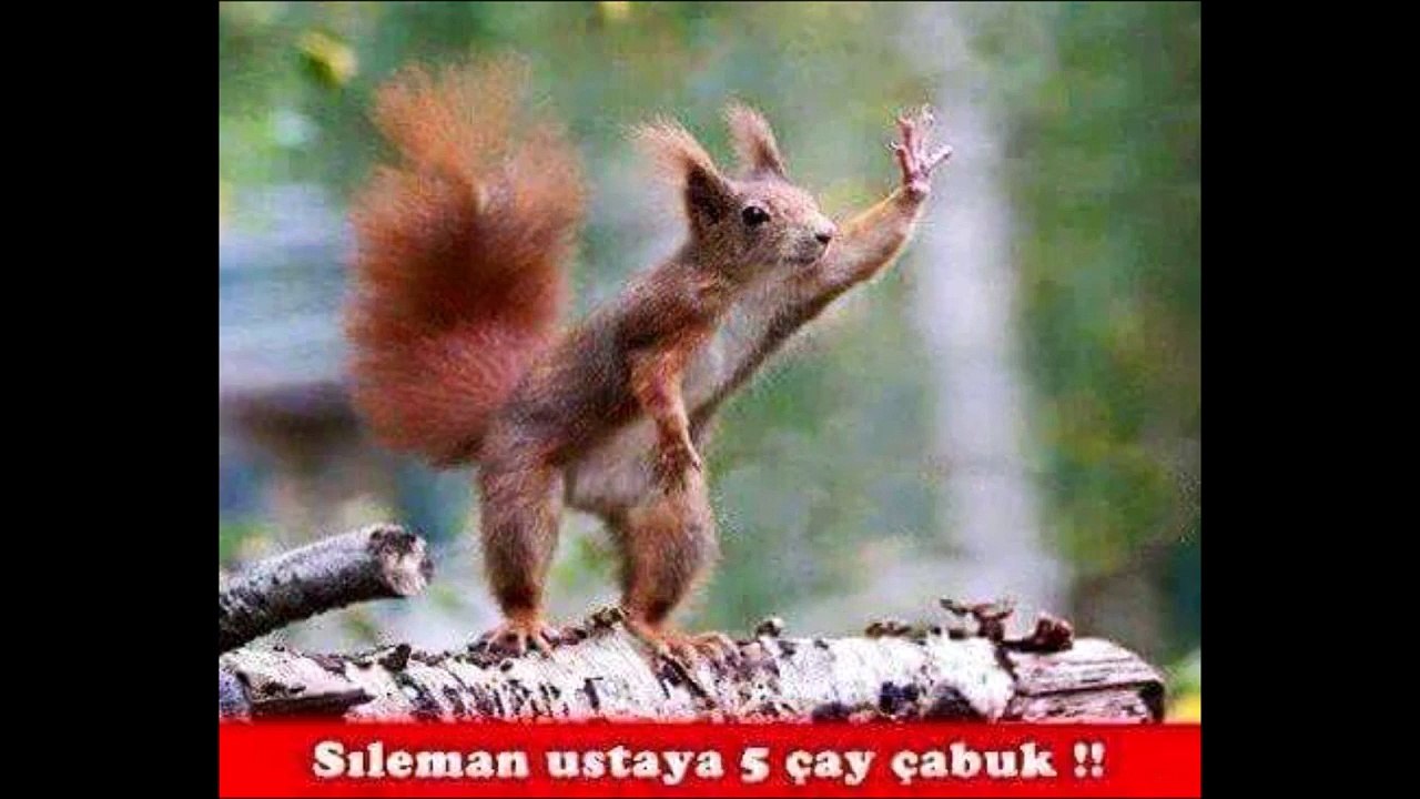 Komik Hayvan Capsleri - Hayvanların Komik Halleri