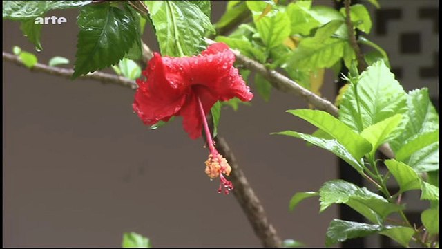 Danse avec les poissons 4-Les requins marteaux