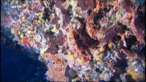 Danse avec les poissons 5-Les récifs coralliens