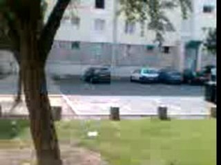 Salto Rachid VS Arbre