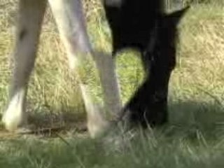 Lucas.....1ere visite au pré