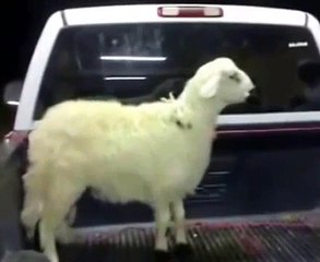 خروف مضحك جداً - بمناسبة العيد 2014