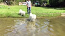 Samoyed baby go swimming