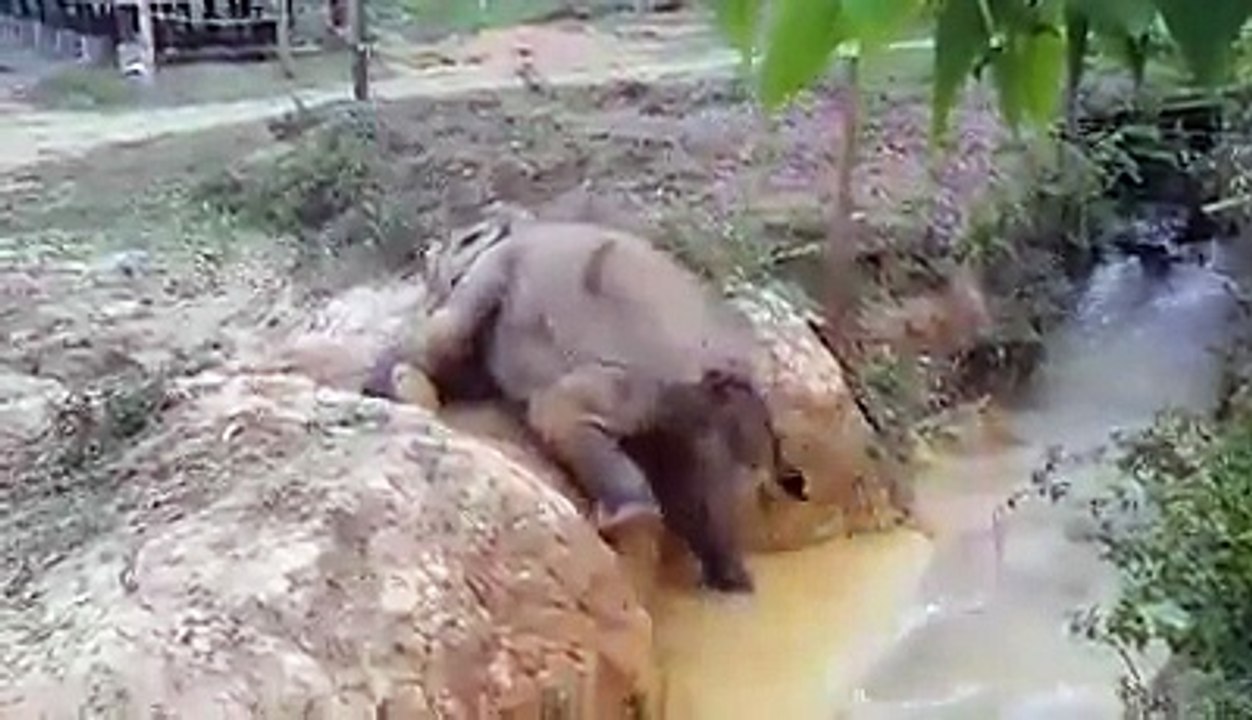 Elephant Best Mom wooow