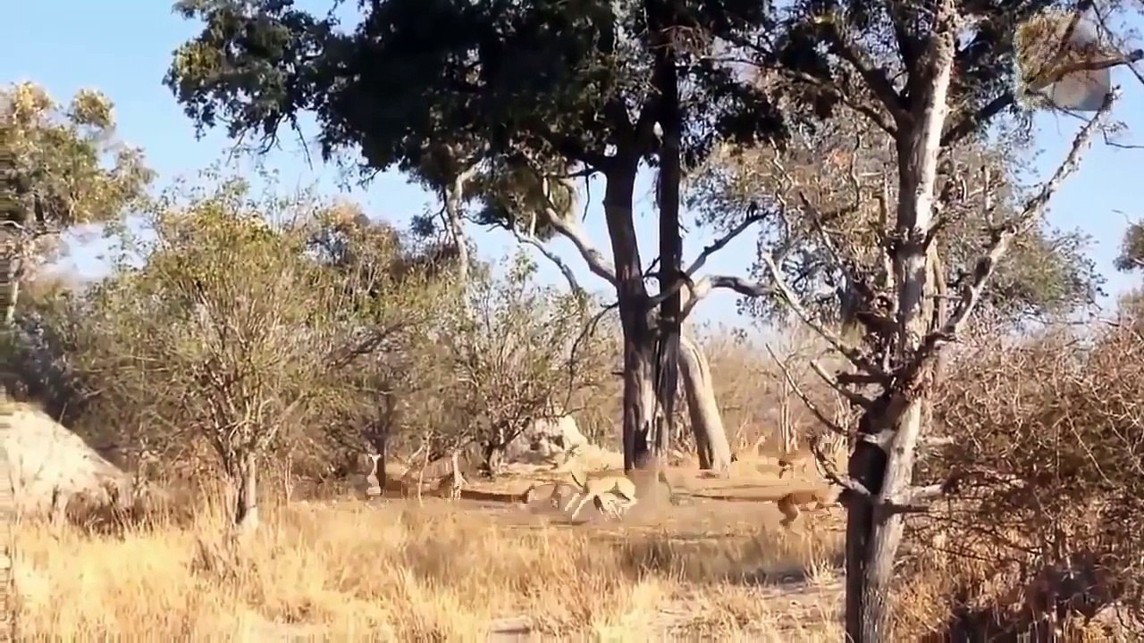 The Best Attacks Of Wild Animals - Craziest Ani...