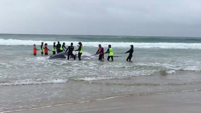 Marine Rescuers Attempt to Shift Beached Humpback Whale