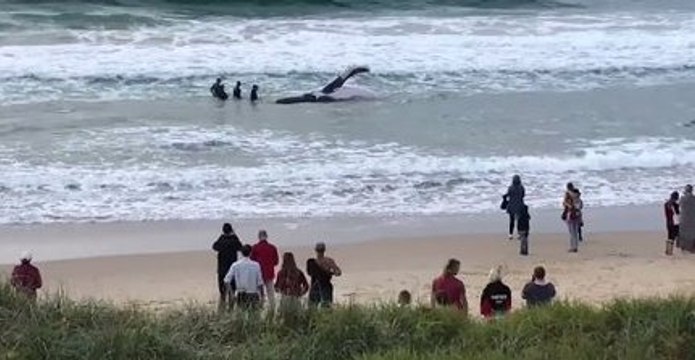Severe Weather Can Help Beached Juvenile Humpback, Says Rescuer