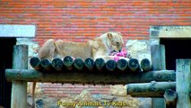Rei Leão no Zoológico _ Lion Kin eón en el Zoológico - Funny Animals TV K