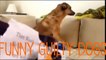 Funny Guilty Dogs Compilat Guilty Dogs who are sorry for wh