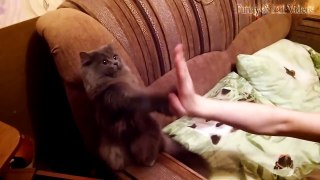 Funny Animals Giving High Fives Compila 017
