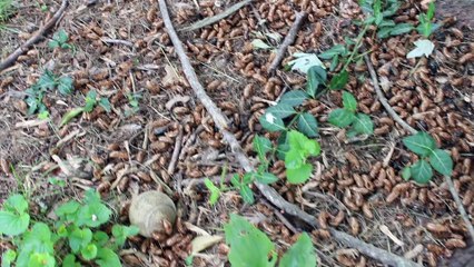 Bugs in Chipotle Burrito Bowl Prank