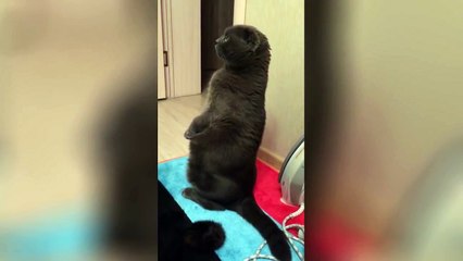 Funniest cats weekly _ Sphynx234234ST 2016 _ Funny Berry Anim