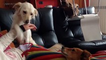 JEALOUS DOGS Want Attention F234234werwerFunny Pets]