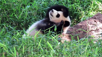 Playing Pandas  Baby Panda [Funny Pets]