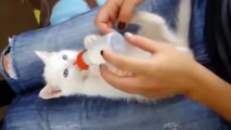 Kittens Being Bottle Fed  Compilation _ Cuwerwer234
