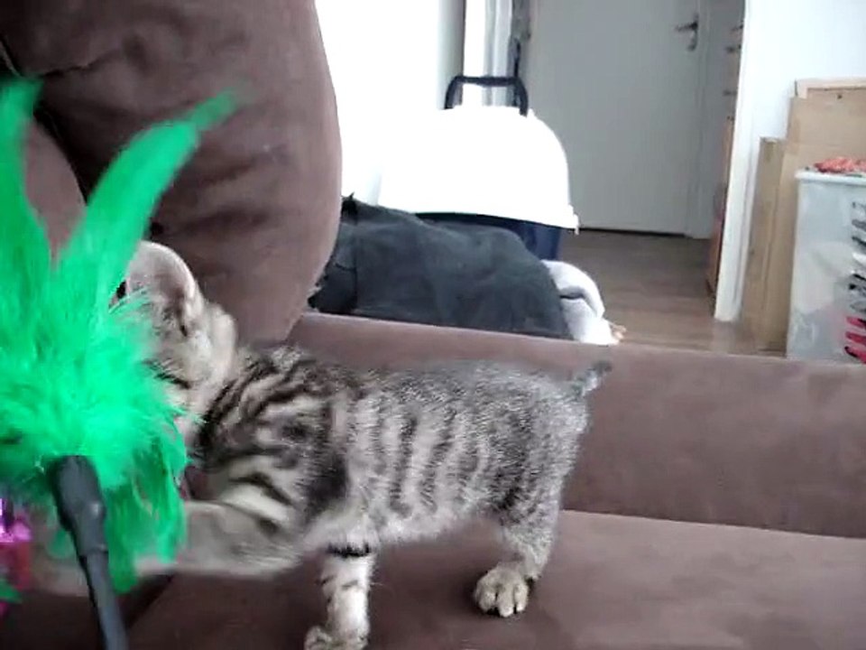 Maya